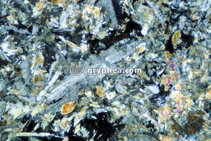 Pillow-lava Chenaillet LPA x25 - gryphea.com